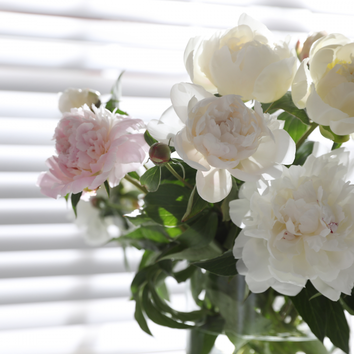Rose blanche et rose